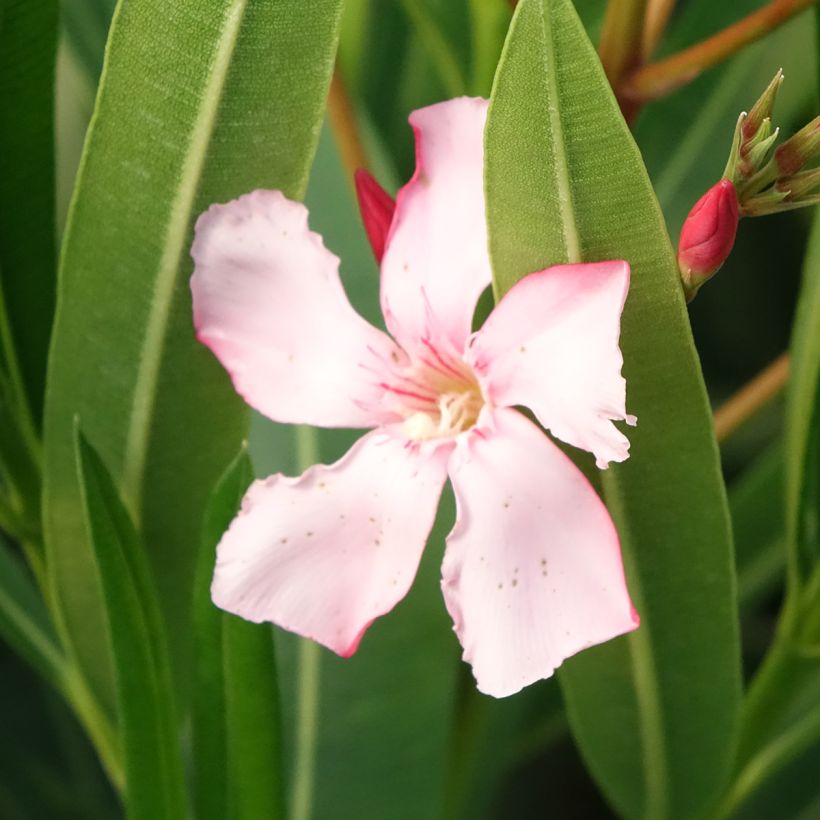 Laurier rose Soeur Agnes - Nerium oleander (Flowering)