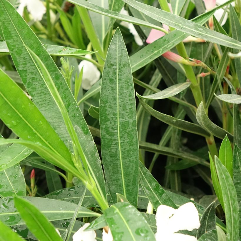 Laurier rose Tricolor - Nerium oleander (Foliage)