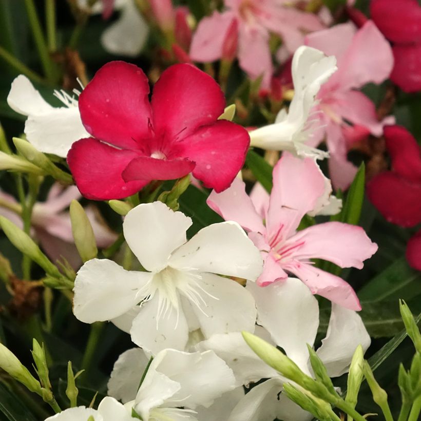 Laurier rose Tricolor - Nerium oleander (Flowering)