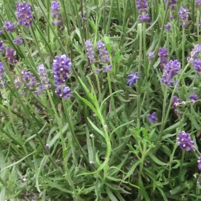Lavande angustifolia Bleu de Gien (Foliage)