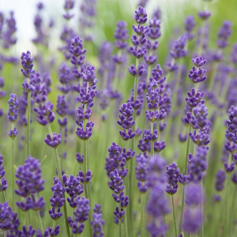 Lavande angustifolia Bleu de Gien (Flowering)