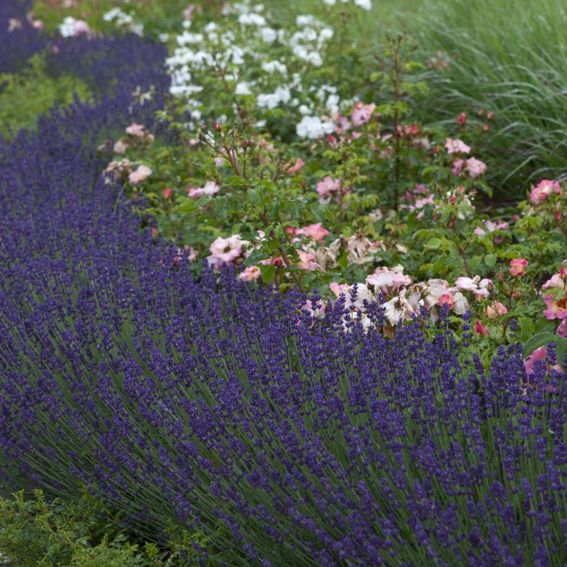 Lavande angustifolia Bleu de Gien (Plant habit)