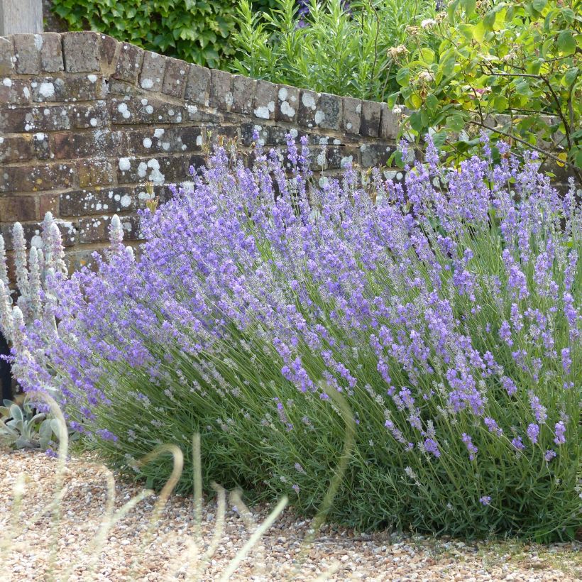 Lavande angustifolia Munstead (Plant habit)