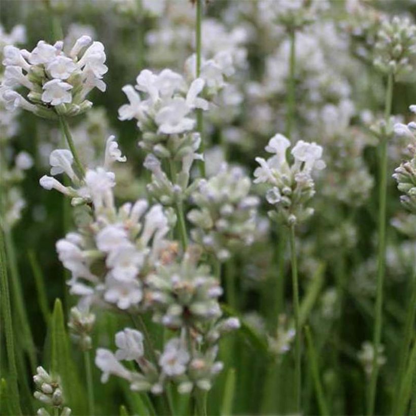 Lavande Arctic Snow - Lavandula angustifolia (Flowering)