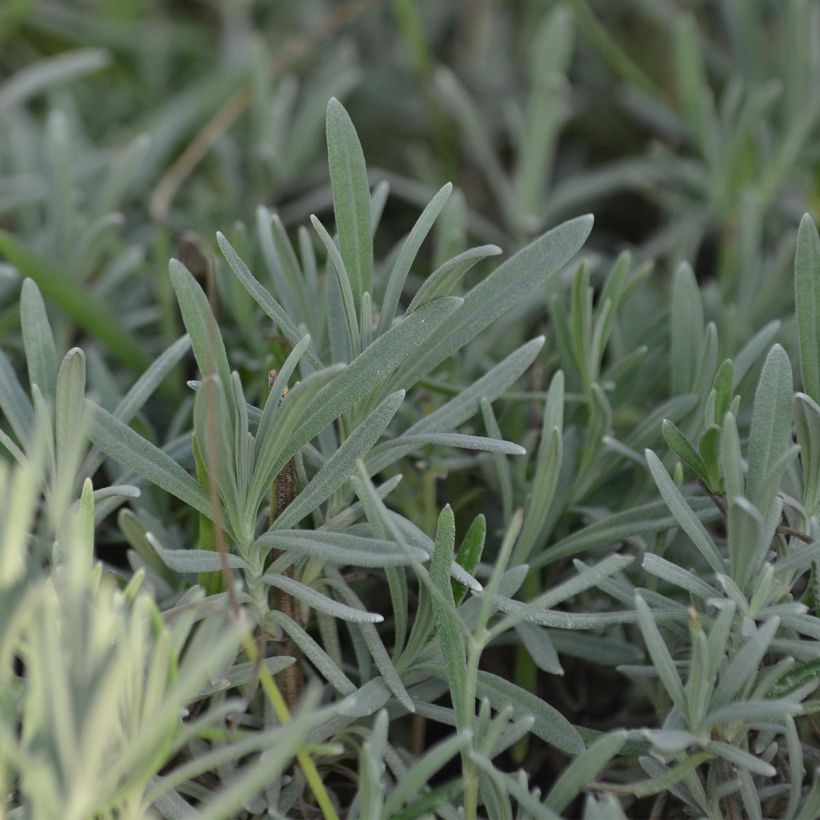 Lavande intermedia Grappenhall - Lavandin (Foliage)