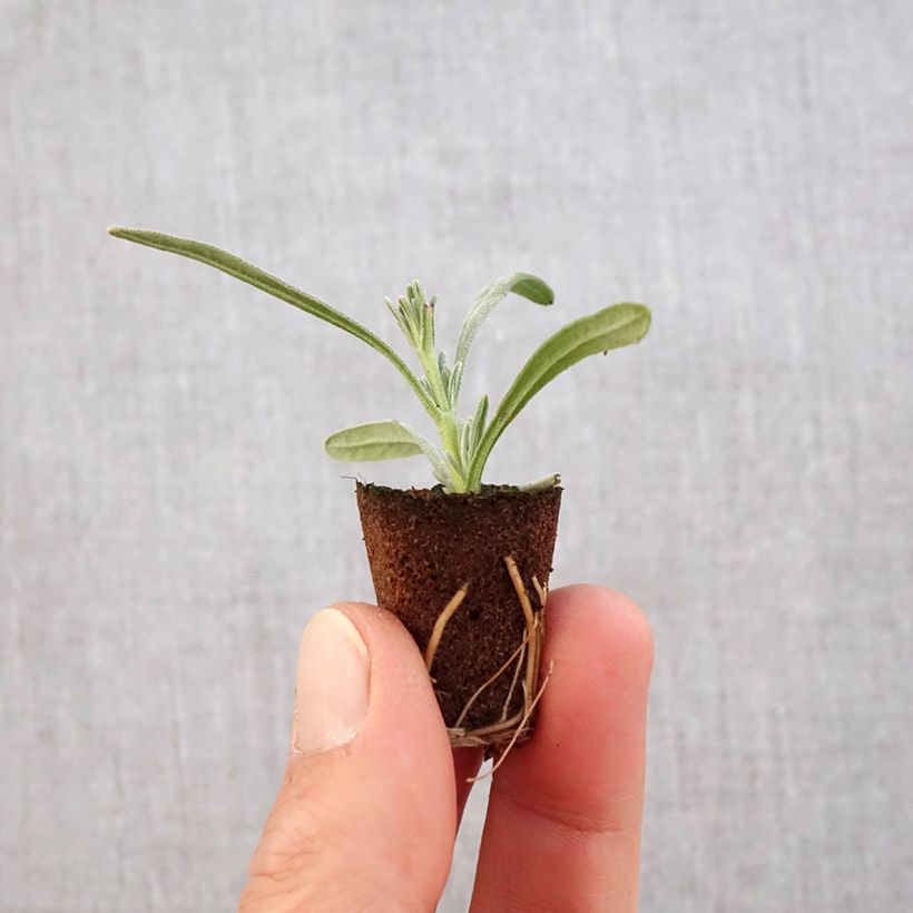 Example of Lavande intermedia Edelweiss - Lavandin Mini-motte Ø 3/4 cm as you get in printemps