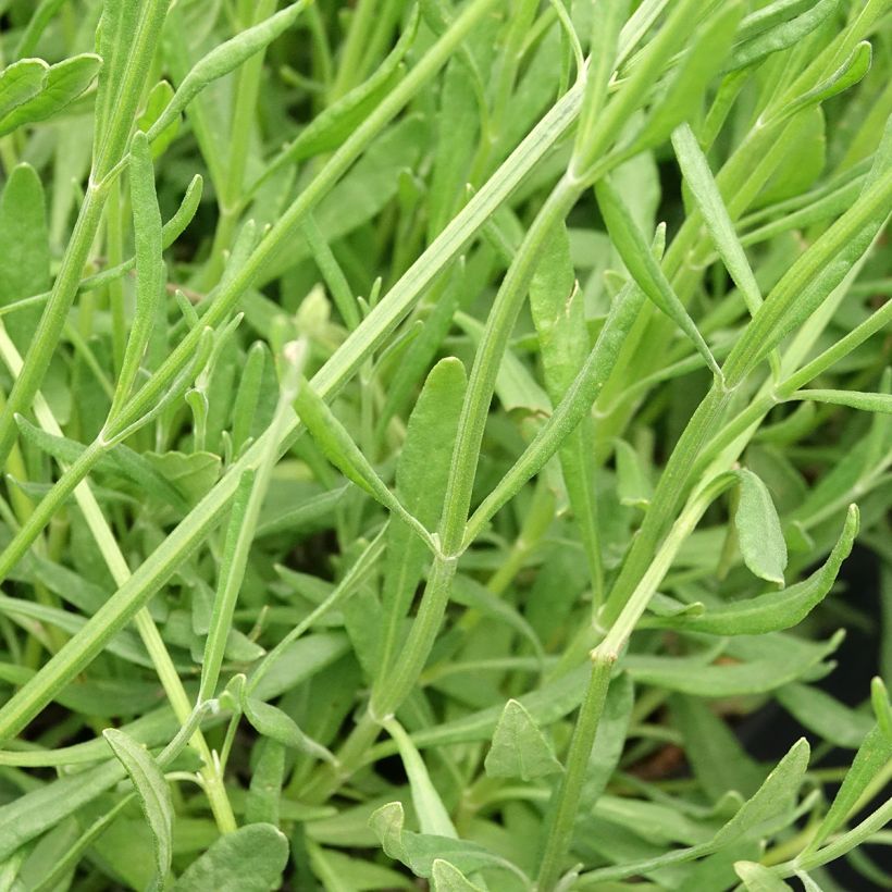 Lavande intermedia Sensational ! - Lavandin (Foliage)