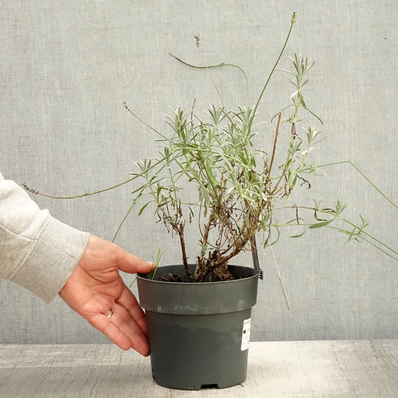 Example of Lavande intermedia Sensational ! - Lavandin Pot de 2L/3L as you get in automne