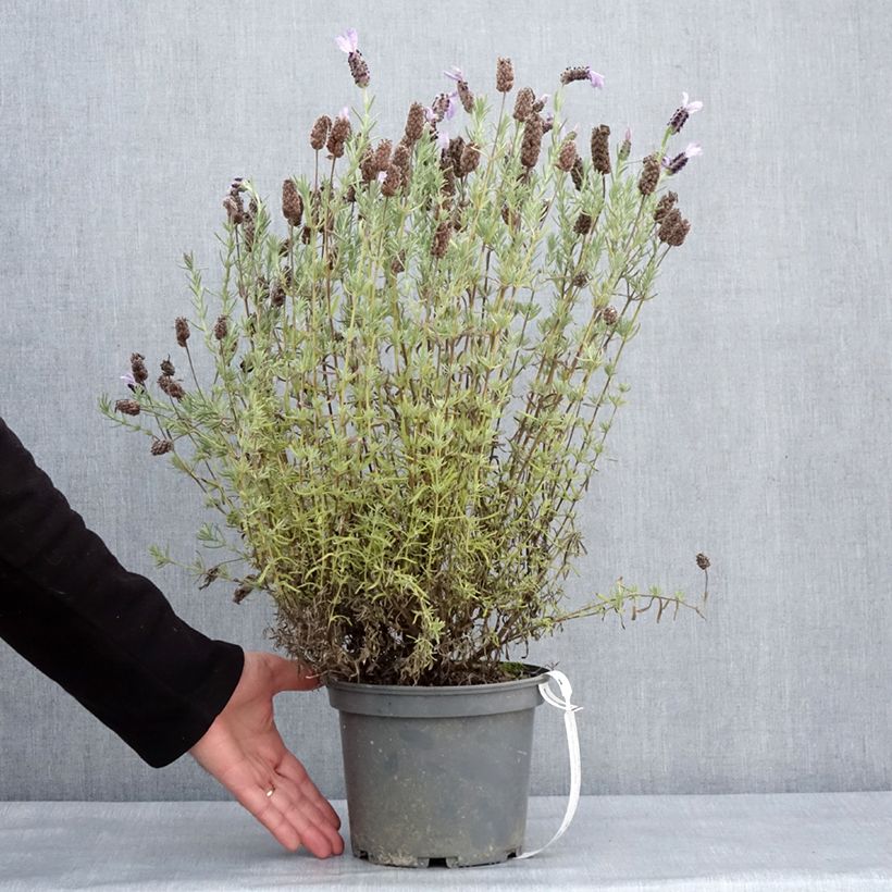 Example of Lavande papillon Madrid Purple - Lavandula stoechas Pot de 3L/4L as you get in hiver
