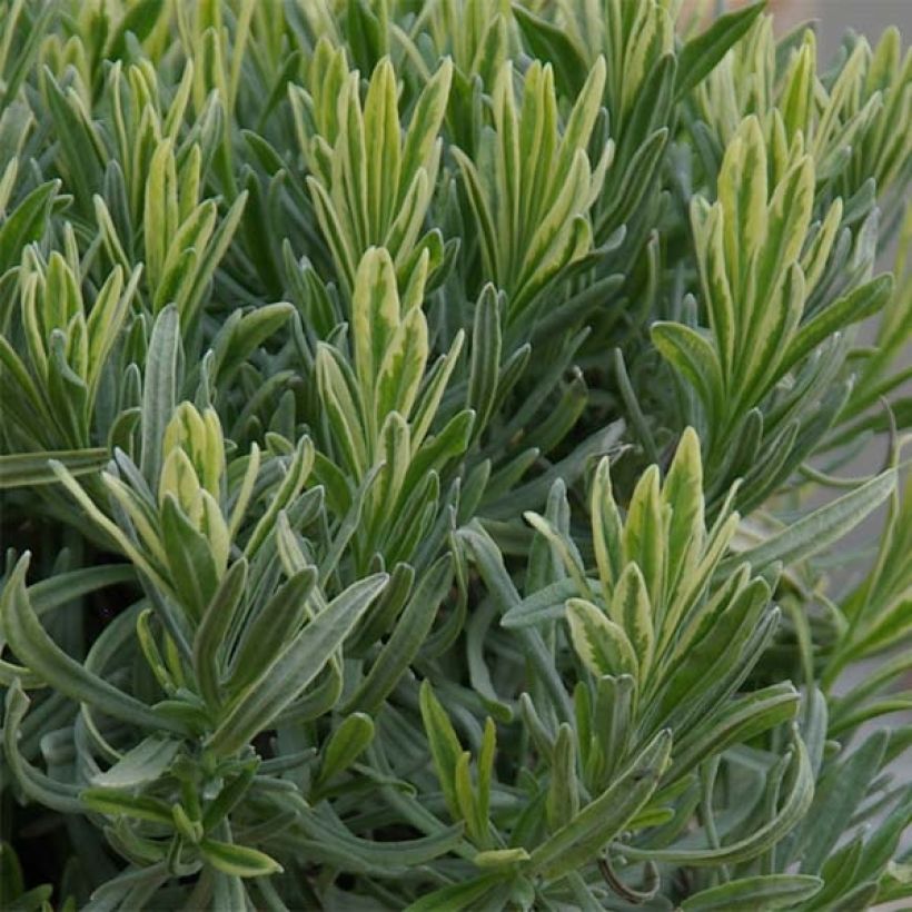 Lavande intermedia Platinum Blonde - Lavandin (Foliage)