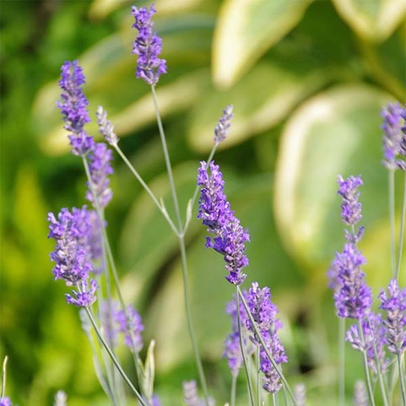 Lavande intermedia Platinum Blonde - Lavandin (Flowering)