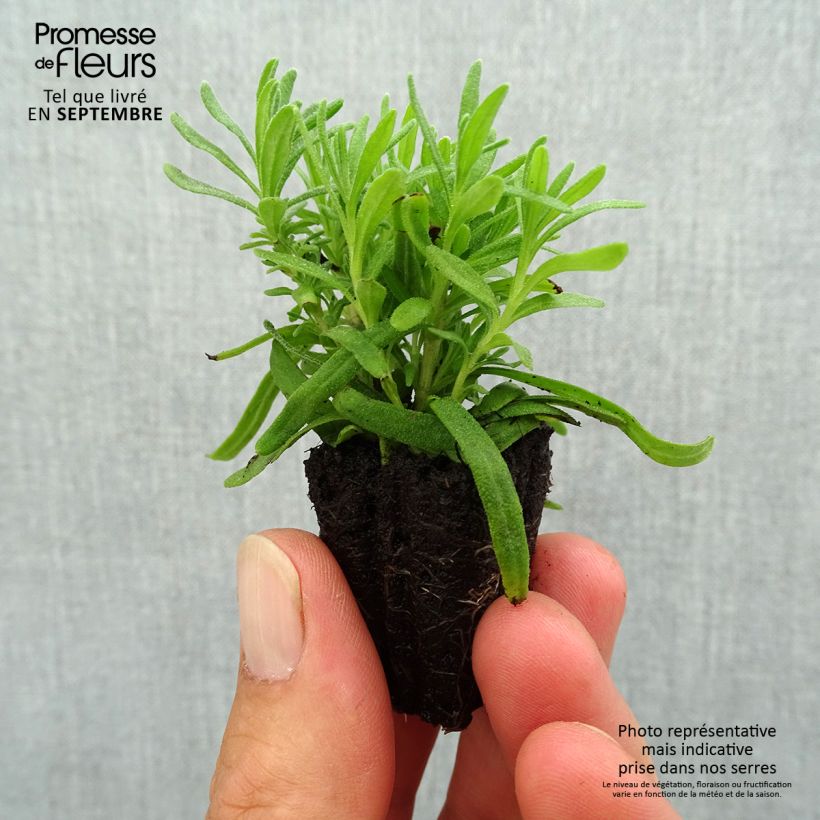 Example of Lavande vraie - Lavandula angustifolia Hidcote Mini-motte Ø 3/4 cm as you get in automne