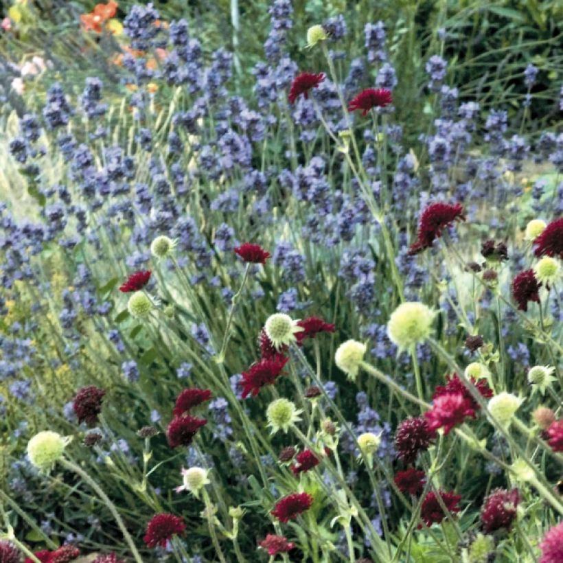 Lavande vraie - Lavandula angustifolia Dwarf Blue (Plant habit)