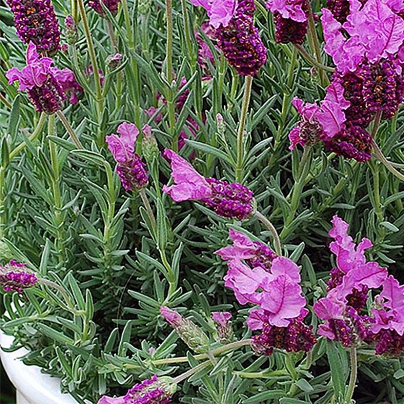 Lavande papillon The Princess (Foliage)