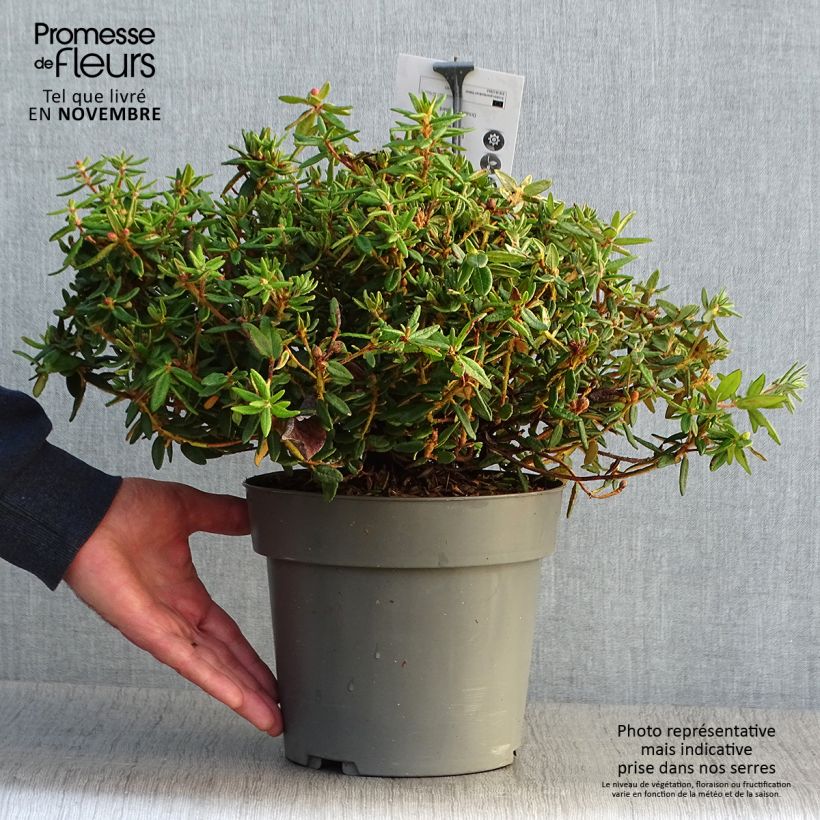 Example of Ledum groendlandicum Helma - Thé du Labrador Pot de 2L/3L as you get in automne