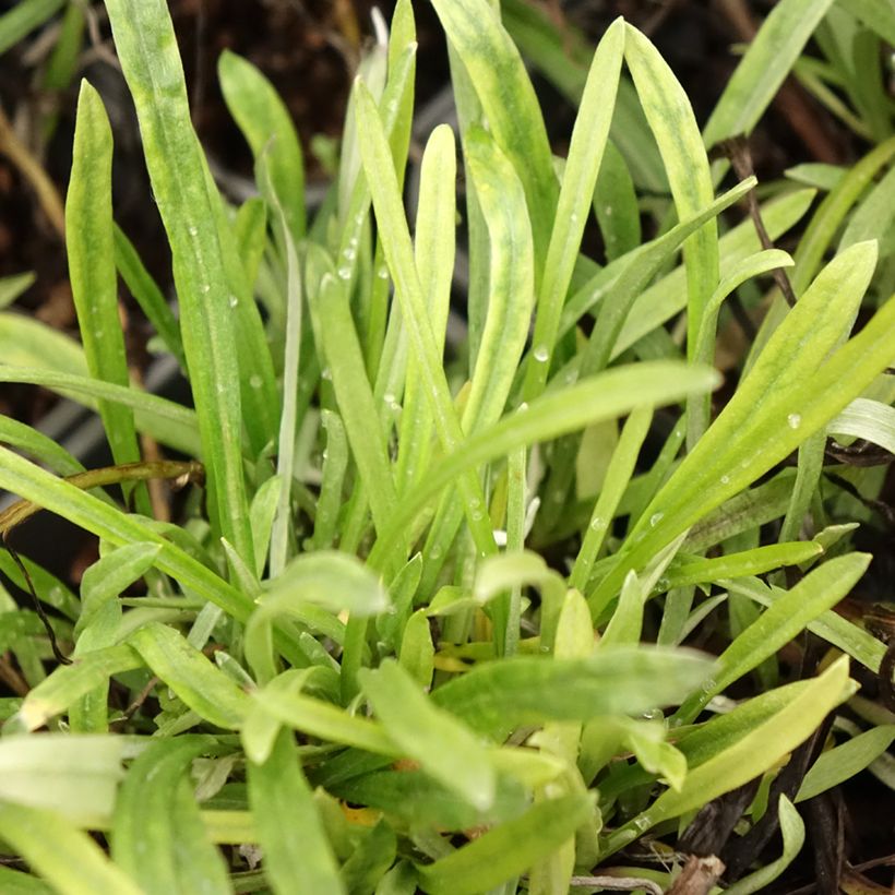 Leontopodium alpinum Blossom of Snow - Edelweiss des Alpes (Foliage)
