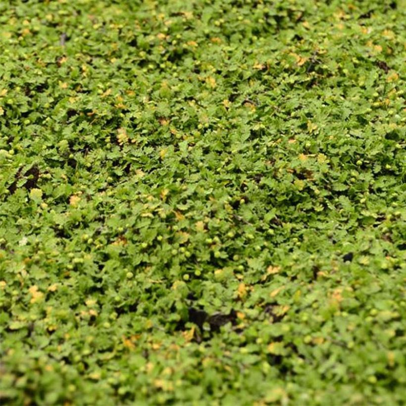 Leptinella dioica Minima - Cotule (Foliage)
