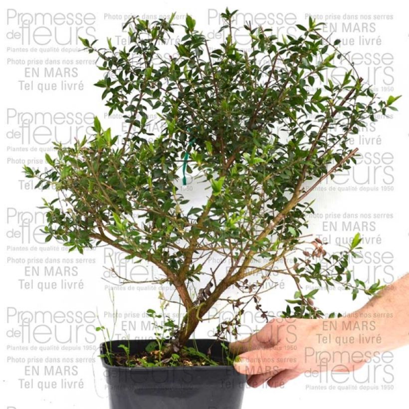 Example of Leptospermum Karo Pearl Star - Arbre à thé Pot de 2L/3L as you get