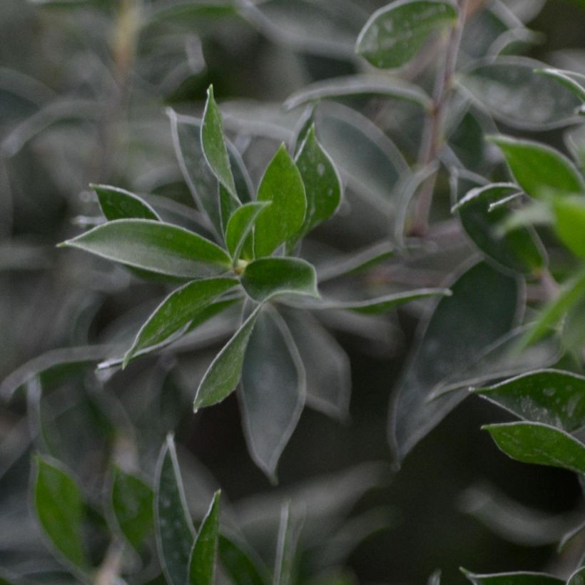 Leptospermum Karo Spectro Bay - Arbre à thé (Foliage)