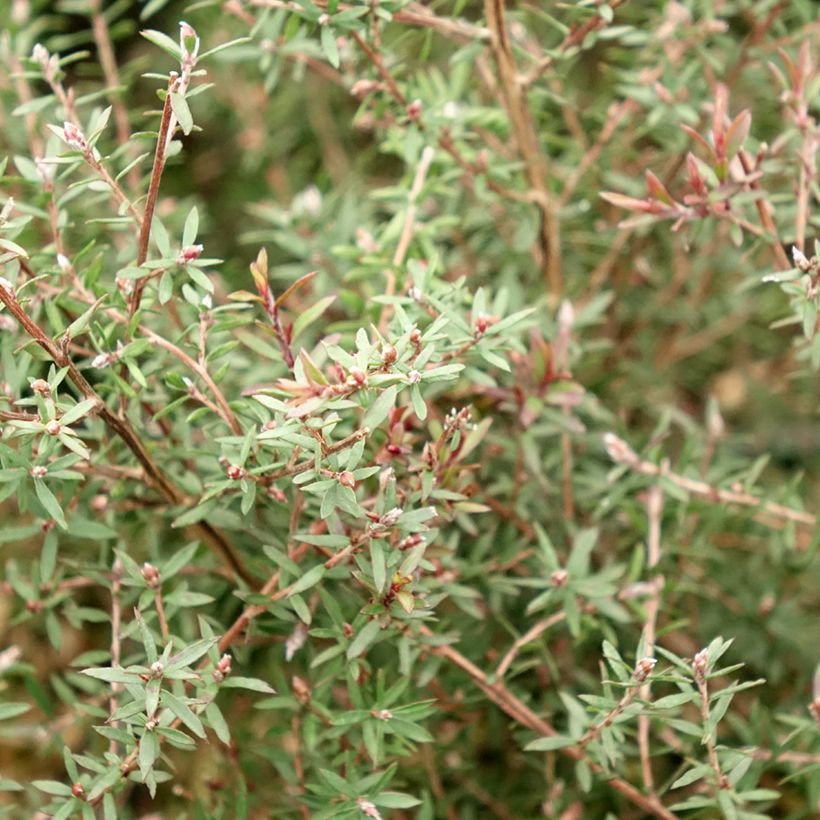 Leptospermum scoparium Nanum Kiwi - Arbre à thé de Nouvelle-Zélande (Foliage)