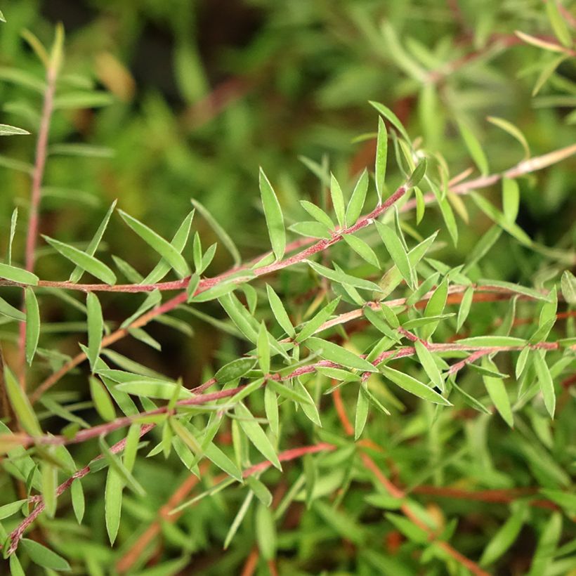 Leptospermum scoparium Red Falls - Arbre à thé de Nouvelle-Zélande (Foliage)