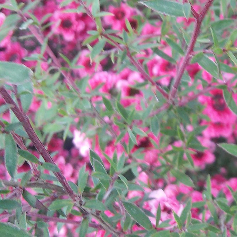 Leptospermum  Wiri Kerry - Arbre à thé (Flowering)