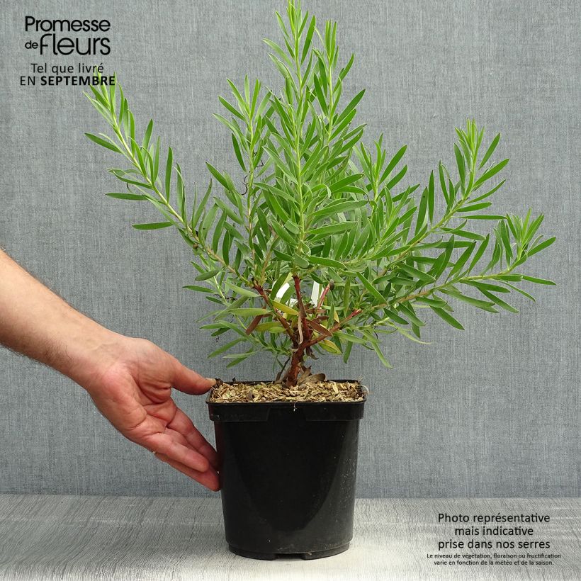 Example of Leucadendron Inca Gold Pot de 3L/4L as you get in automne