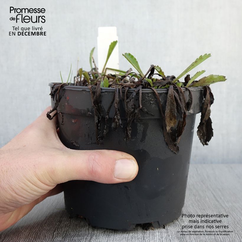 Example of Leucanthemum Princesse d'Argent - Grande marguerite Pot de 2L/3L as you get in automne