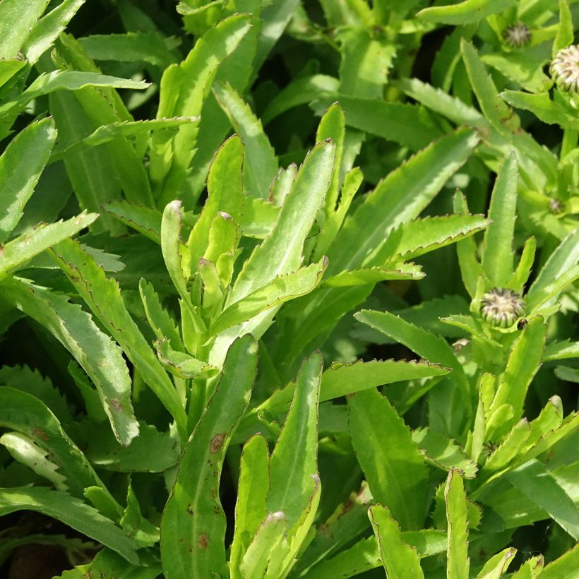Leucanthemum Snow Lady - Grande Marguerite naine (Foliage)