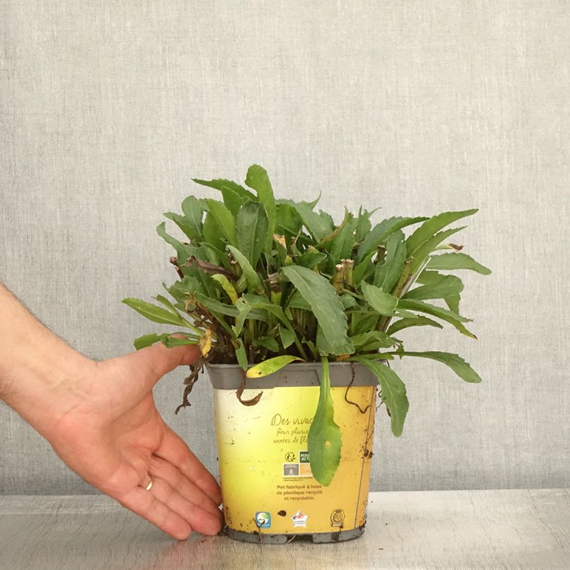 Example of Leucanthemum superbum Broadway lights - Grande marguerite Pot de 2L/3L as you get in automne