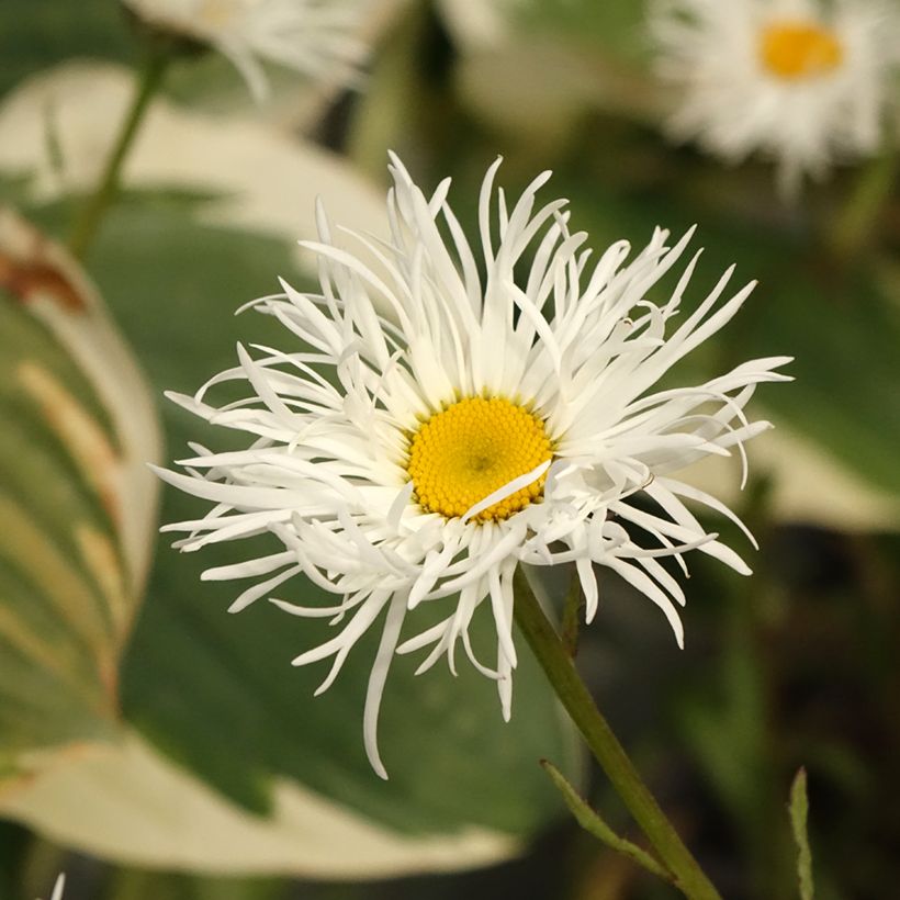 Leucanthemum superbum Old Court - Grande Marguerite  (Flowering)