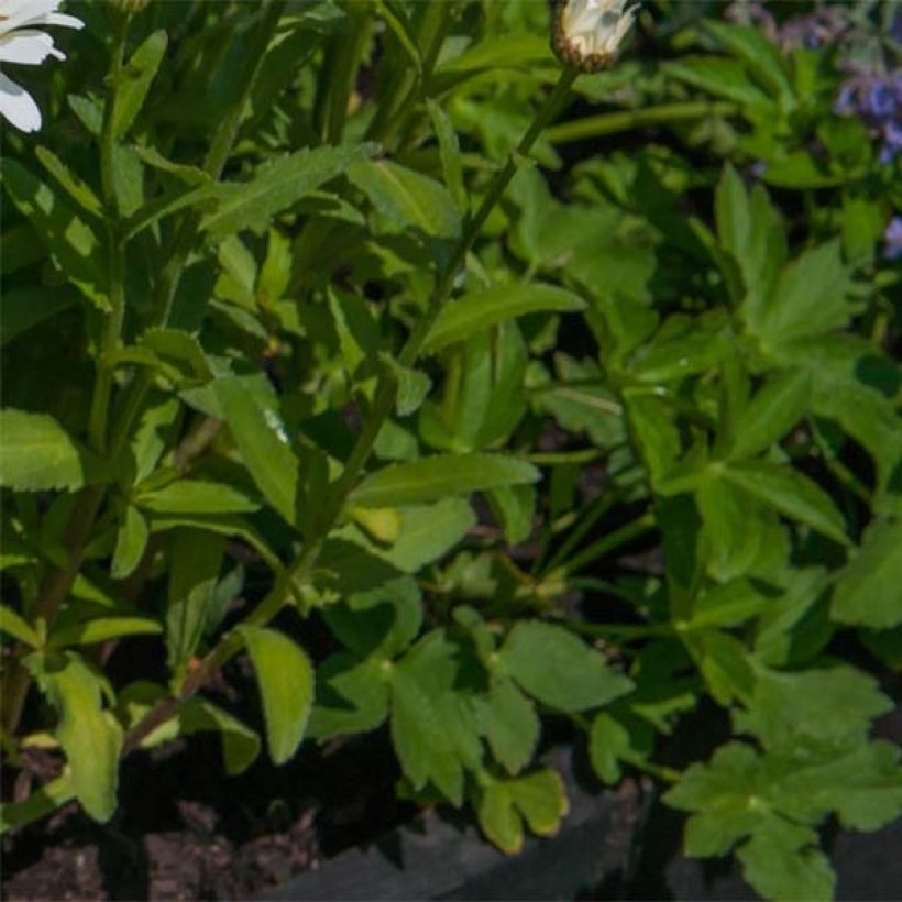 Leucanthemum superbum Real Galaxy - Grande marguerite (Foliage)