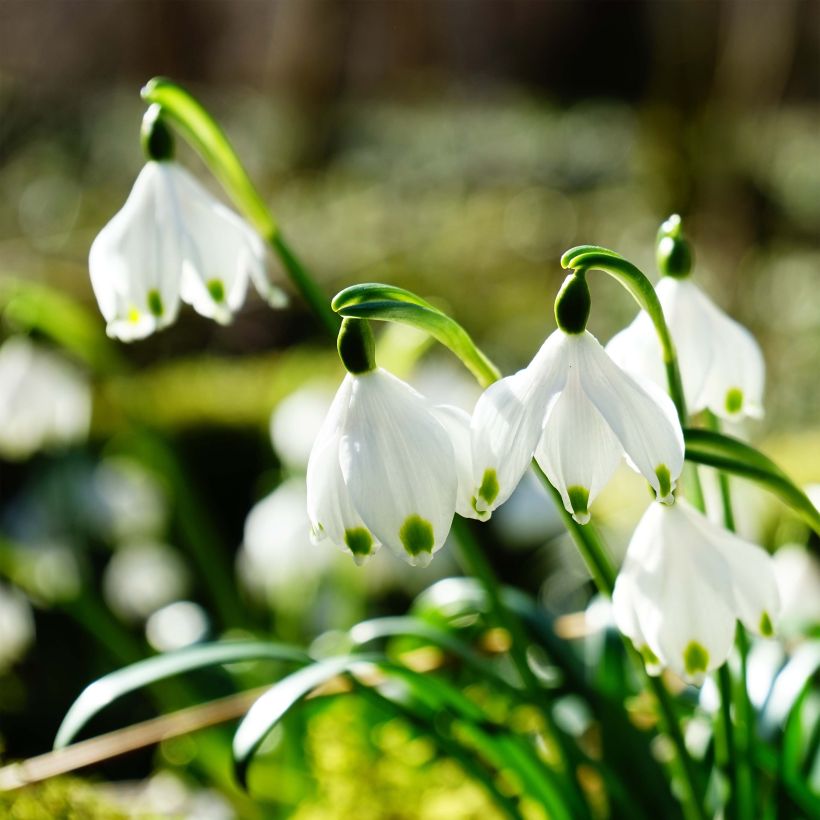 Nivéole de printemps - Leucojum vernum (Flowering)