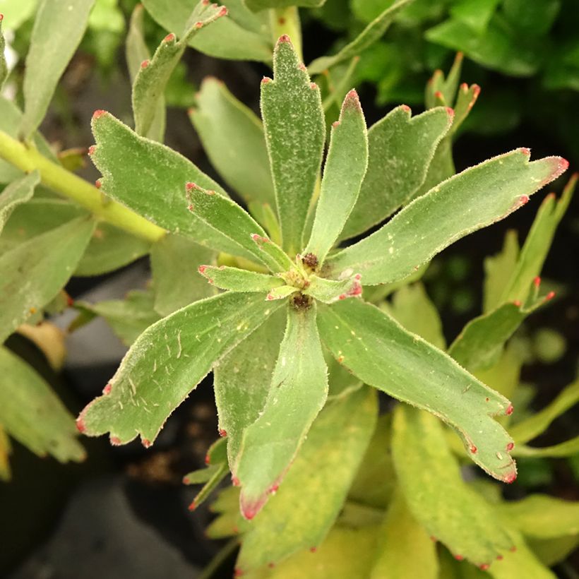 Leucospermum Ayoba Red - Pelote d'épingles Rouge (Foliage)