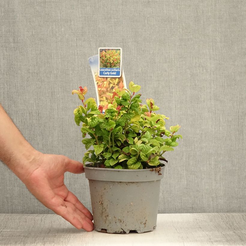 Example of Leucothoe axillaris Curly Gold Pot de 2L/3L as you get in ete