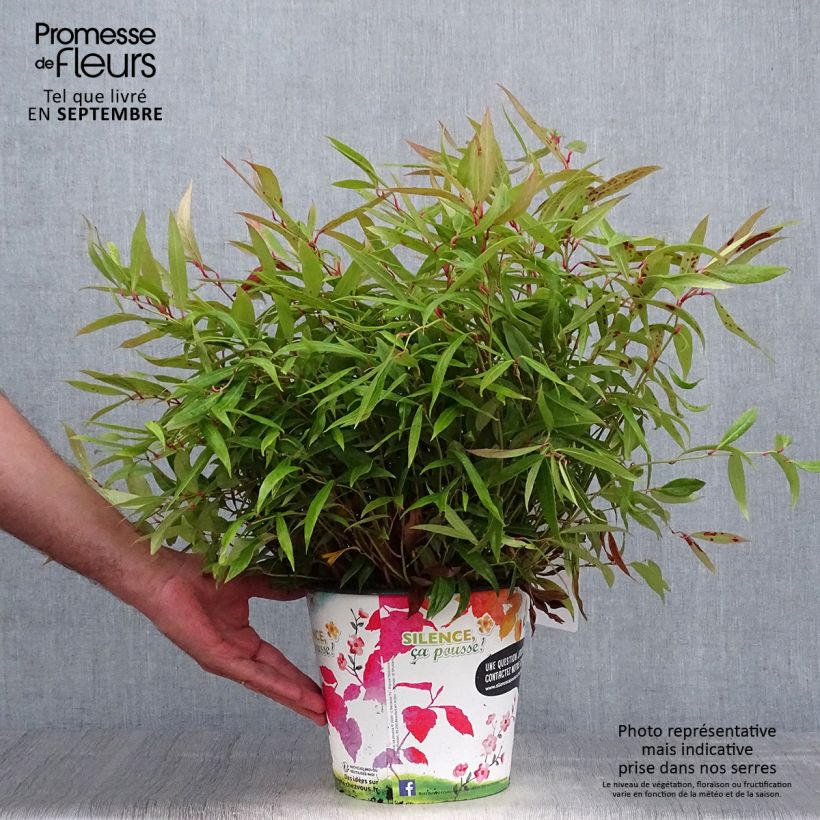 Example of Leucothoe axillaris Red Lips - Leucothoé  Pot de 4L/5L as you get in automne