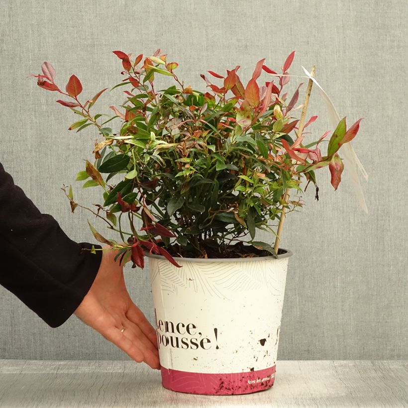 Example of Leucothoe fontanesiana Color Diamond Pot de 4L/5L as you get in automne