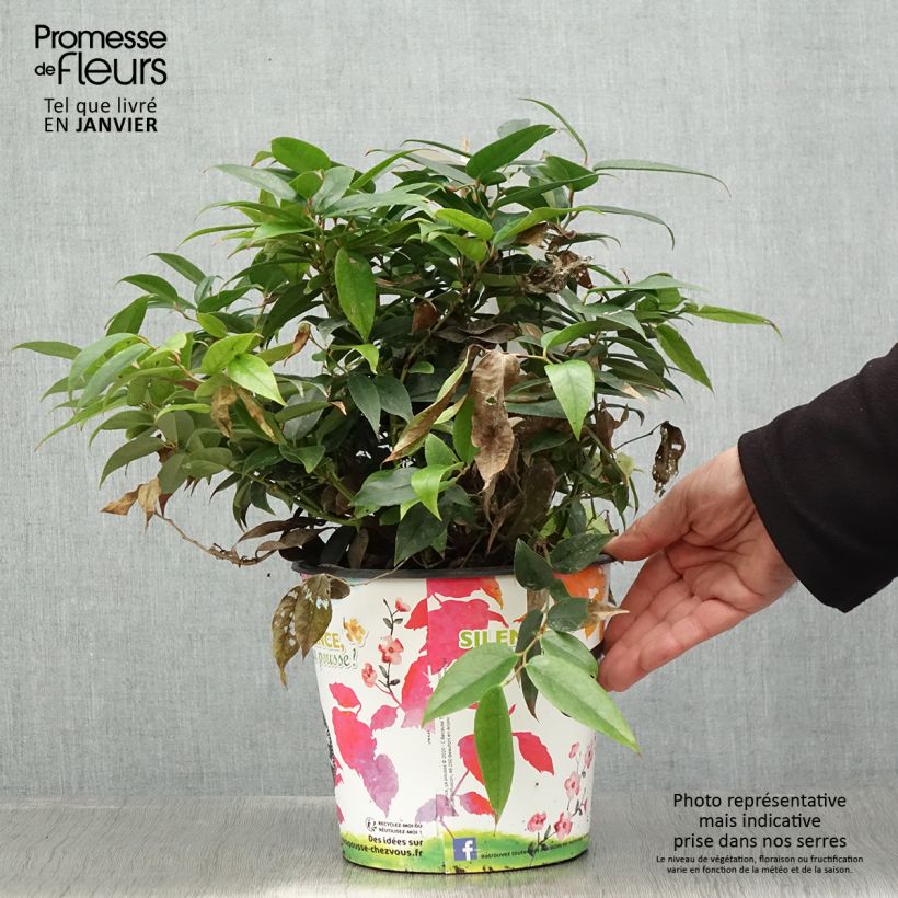 Example of Leucothoe fontesiana Dark Diamond  Pot de 4L/5L as you get in hiver
