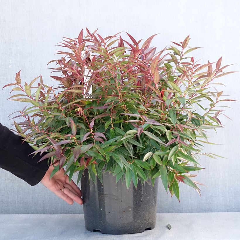 Example of Leucothoe keiskei Burning Love Pot de 7,5L/10L as you get in hiver