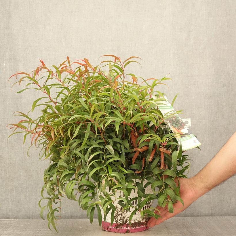 Example of Leucothoe keiskei Halloween Pot de 4L/5L as you get in ete