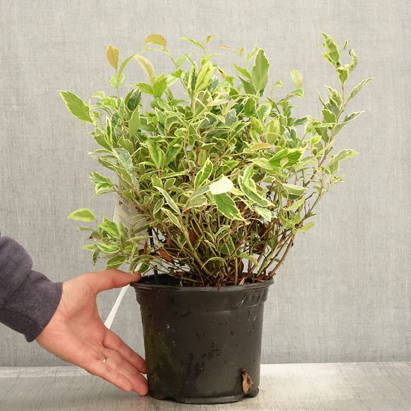 Example of Leucothoe walteri Firestar Pot de 2L/3L as you get in automne