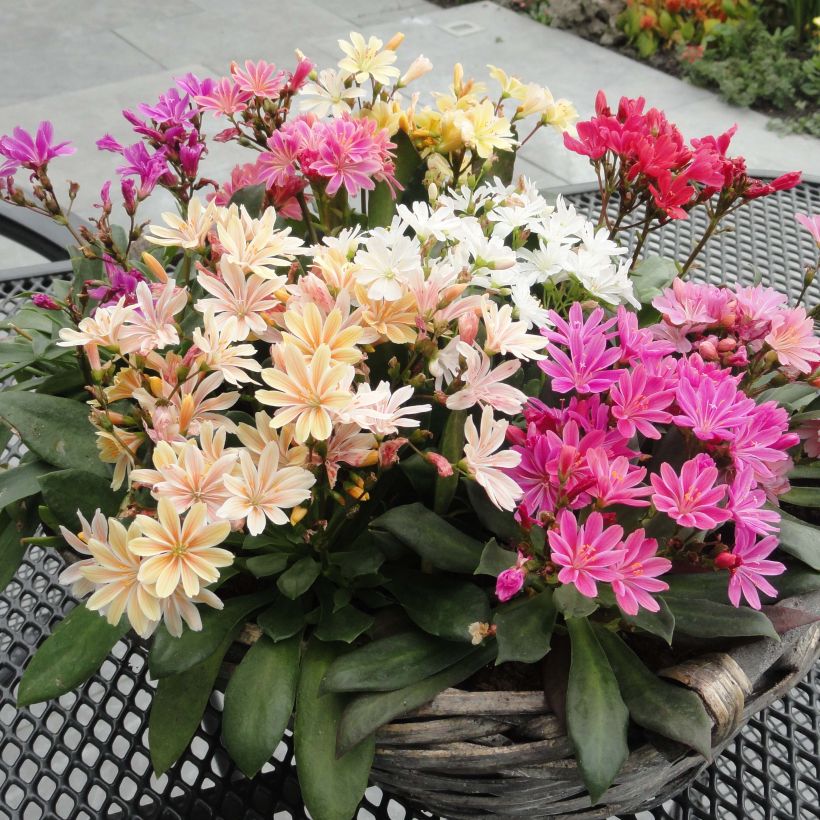 Lewisia cotyledon Elise en mélange (Plant habit)