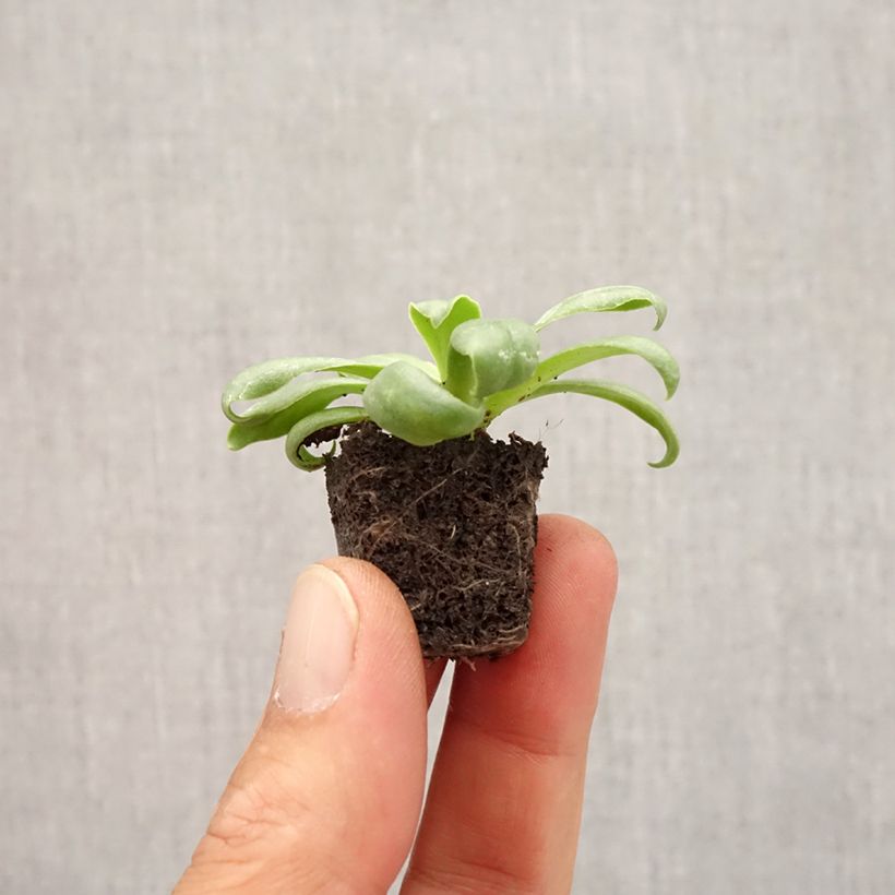Example of Lewisia cotyledon Elise White Mini-motte Ø 1,5/2,5 cm as you get in automne