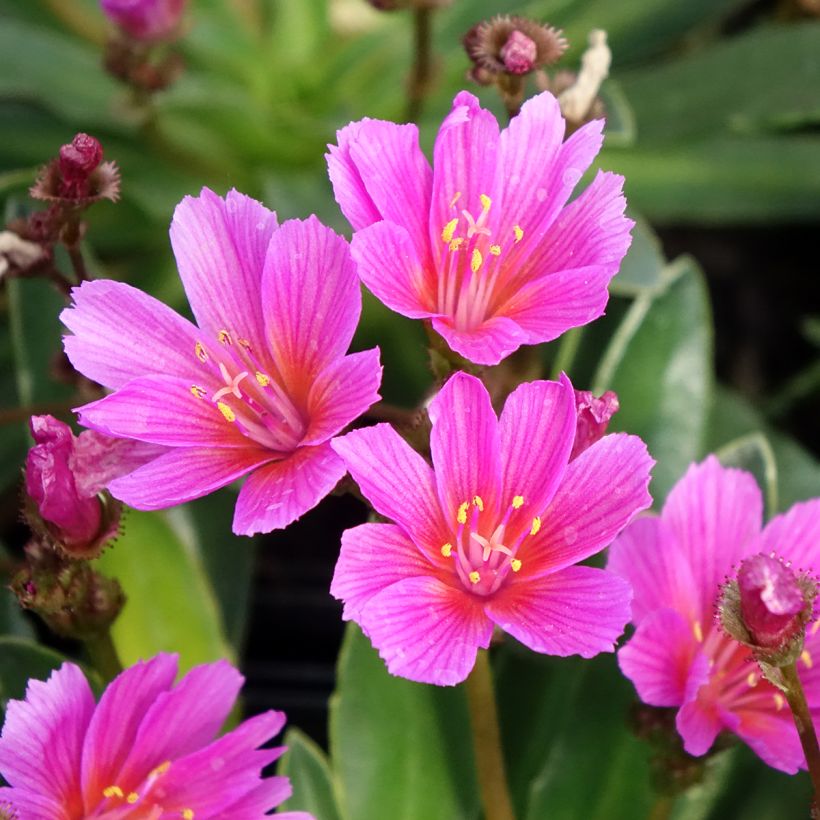 Lewisia Little Raspberry (Flowering)