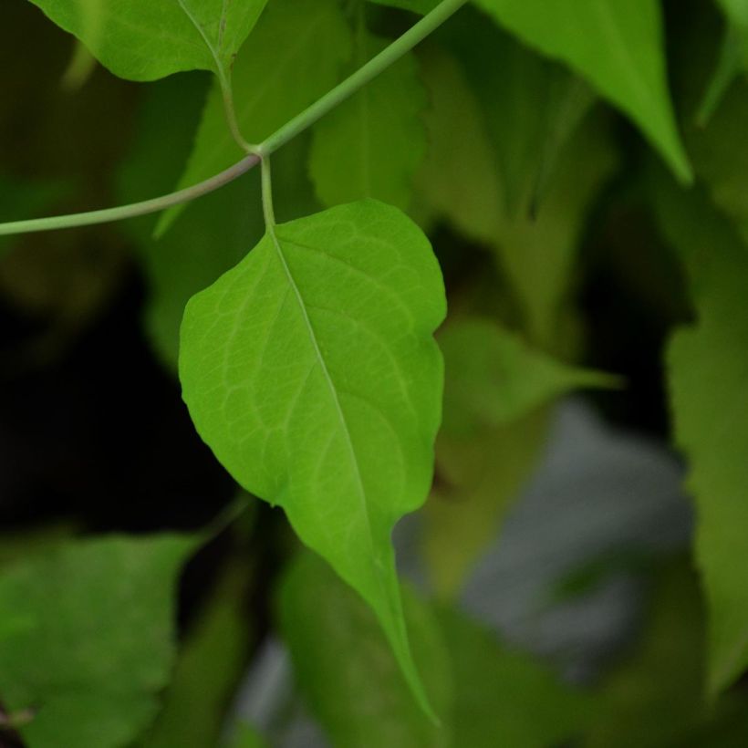 Leycesteria formosa Golden Lanterns - Arbre aux faisans (Foliage)
