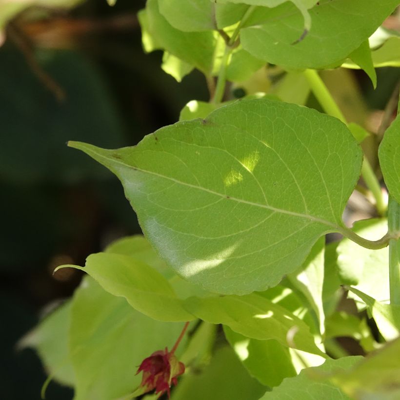 Leycesteria formosa Little Lanterns - Arbre aux faisans (Foliage)