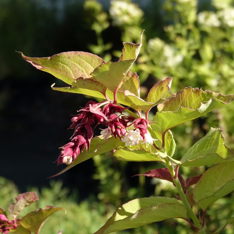 Leycesteria formosa Little Lanterns - Arbre aux faisans (Flowering)