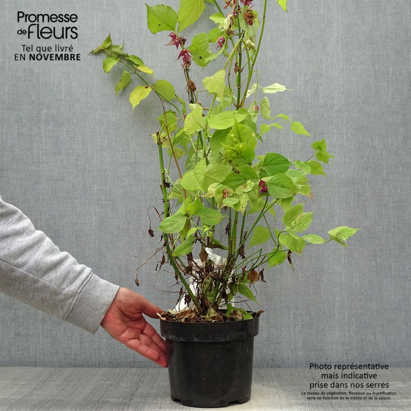Example of Leycesteria formosa Little Lanterns - Arbre aux faisans Pot de 3L/4L as you get in automne