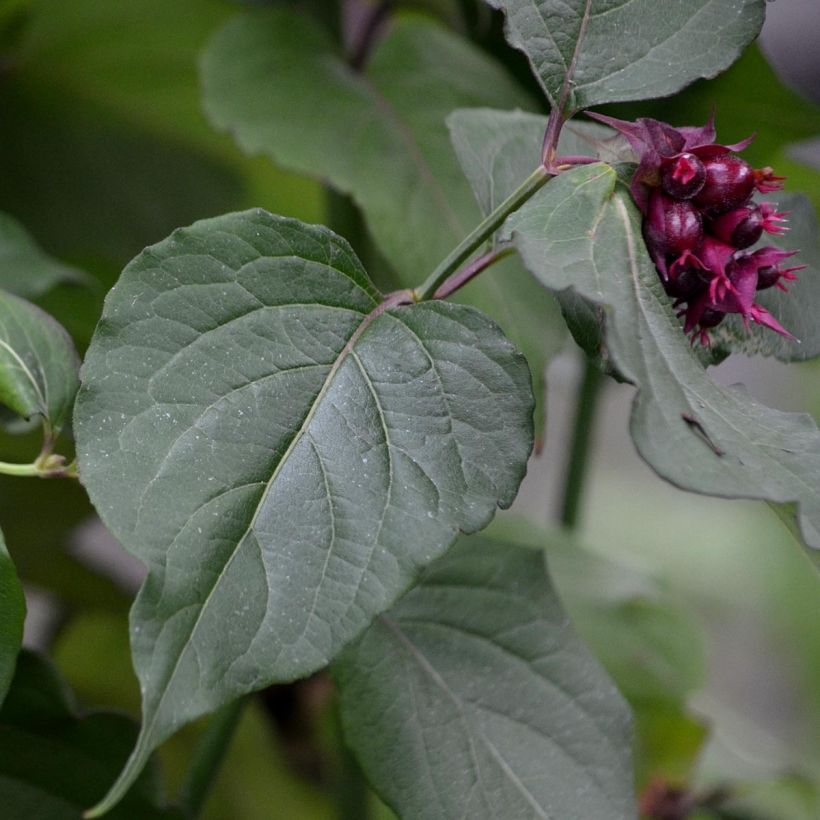 Arbre aux faisans Purple Rain (Foliage)