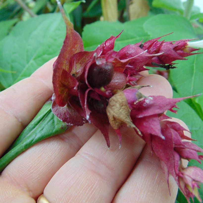 Arbre aux faisans Purple Rain (Harvest)